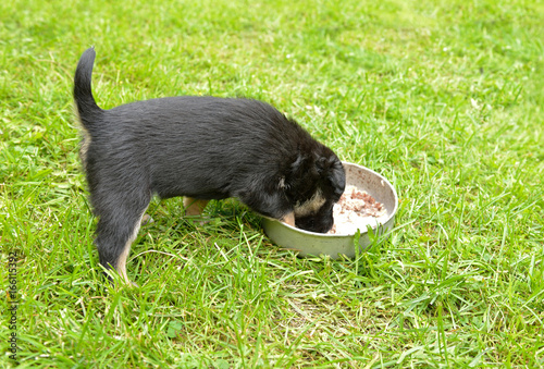 Lapland Reindeer dog, Reindeer Herder, lapinporokoira (Finnish), lapsk vallhund (Swedish). Monthly puppy eats porridge with meat with pleasure photo