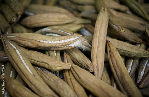 Kapok, Ceiba pentandra or White silk cotton tree : Close up photo