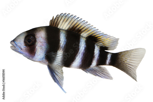 Humphead Cichlid Cyphotilapia frontosa aquarium fish 
