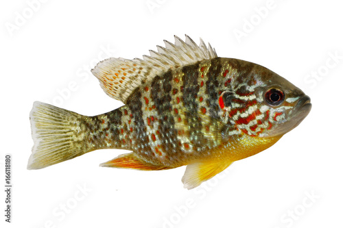 Fish Pumpkinseed Lepomis gibbosus sunfish pond perch 