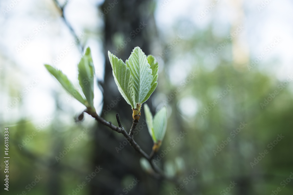 spring spring