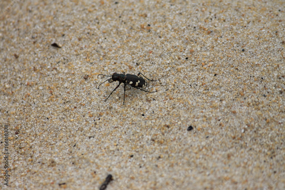 Insecte seul Insecte seul