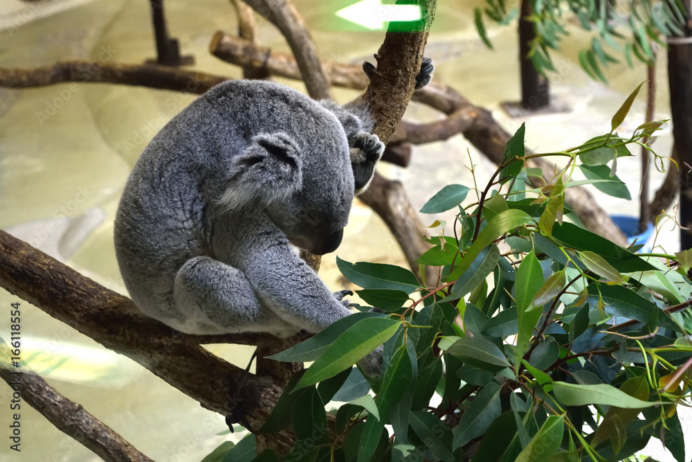 Fototapeta premium 多摩動物公園 木の上で眠るコアラ