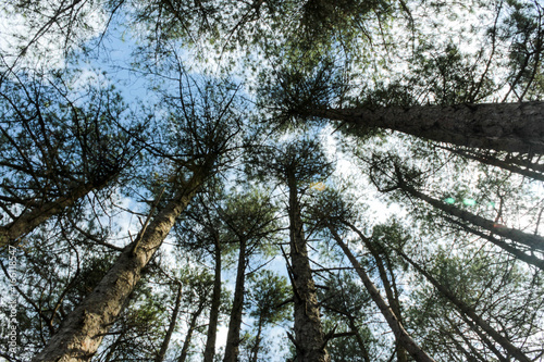 Forest Canopy - Forest canopy taken from beneath the trees