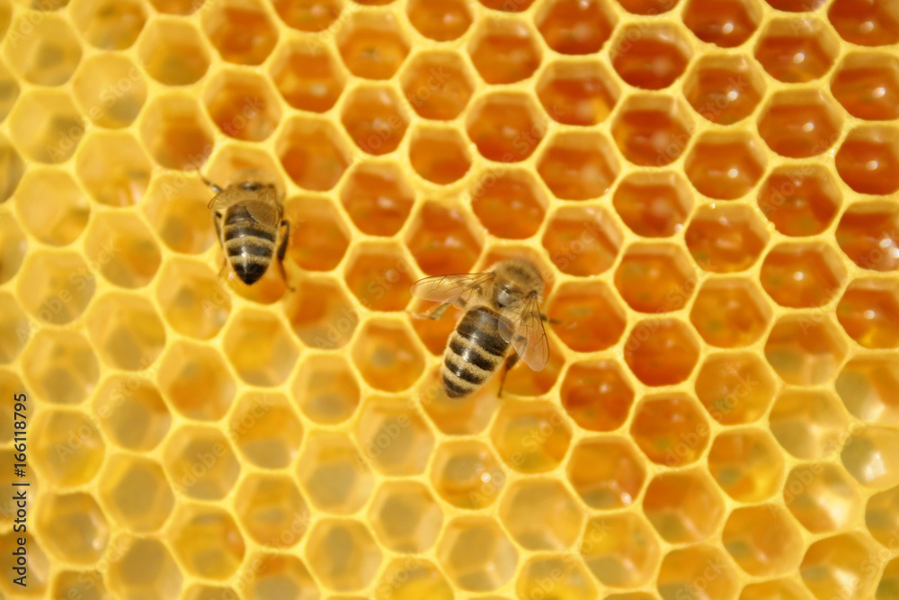 Bees on the honeycomb Bees on the honeycomb