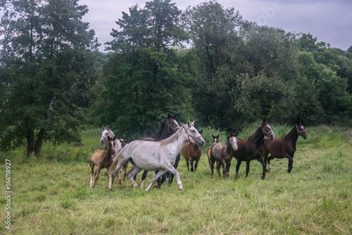 horses on a field