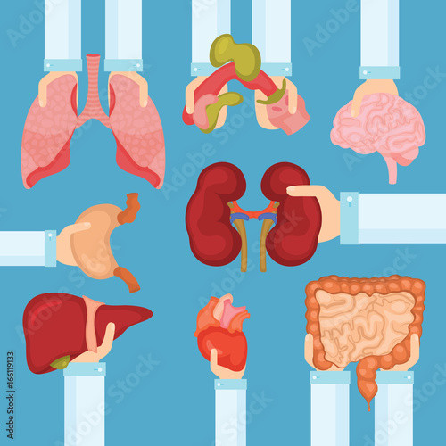 Human organ for transplantation concept with hands, medical banner