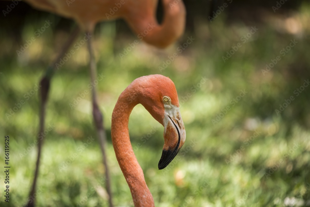 Fototapeta premium Chilean flamingo (Phoenicopterus chilensis)
