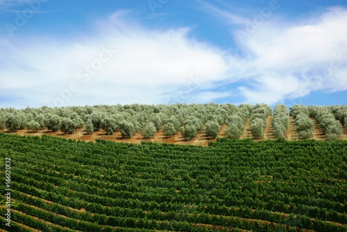 Views of vineyards in South Africa near Franshoek photo