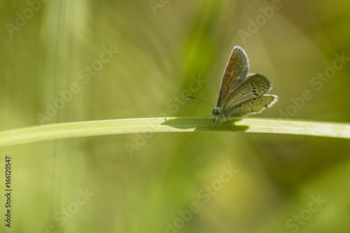 Papillon du marais de Montfort - Grésivaudan - Isère. © Richard