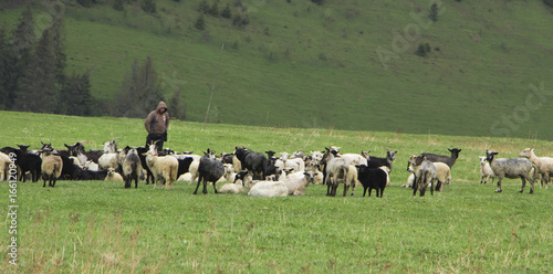 flock of sheep breeding in the green grass mountain meadow