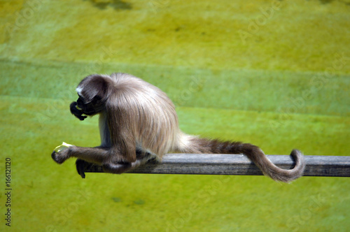 Affe photo