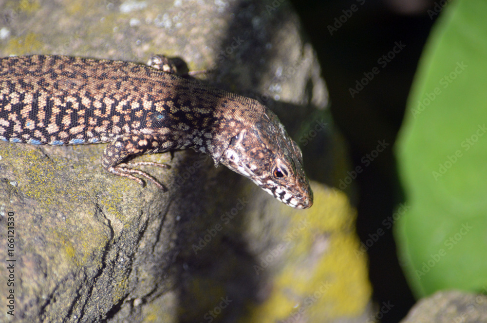 Obraz premium Mauereidechse