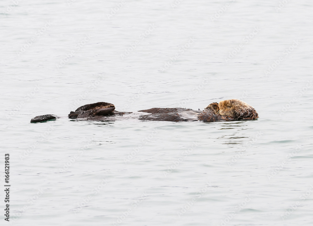 Fototapeta premium Sleeping Otter in Alaska