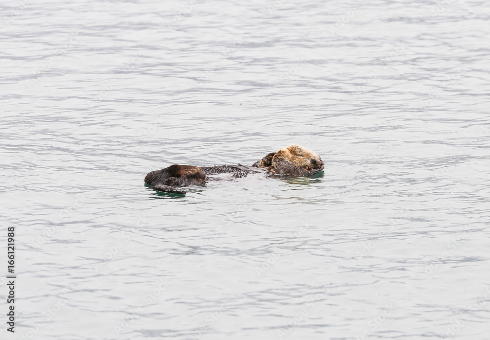 Fototapeta premium Floating Otter in the Sea