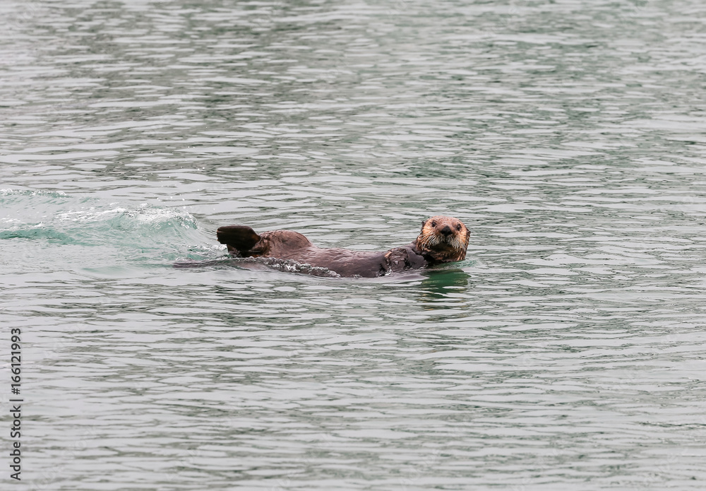Fototapeta premium Sea Otter in the Water