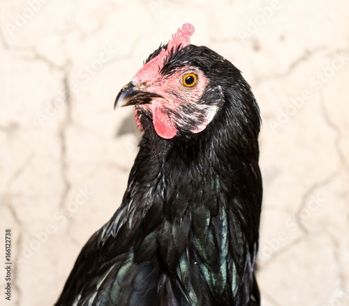 Portrait of a hen on a farm