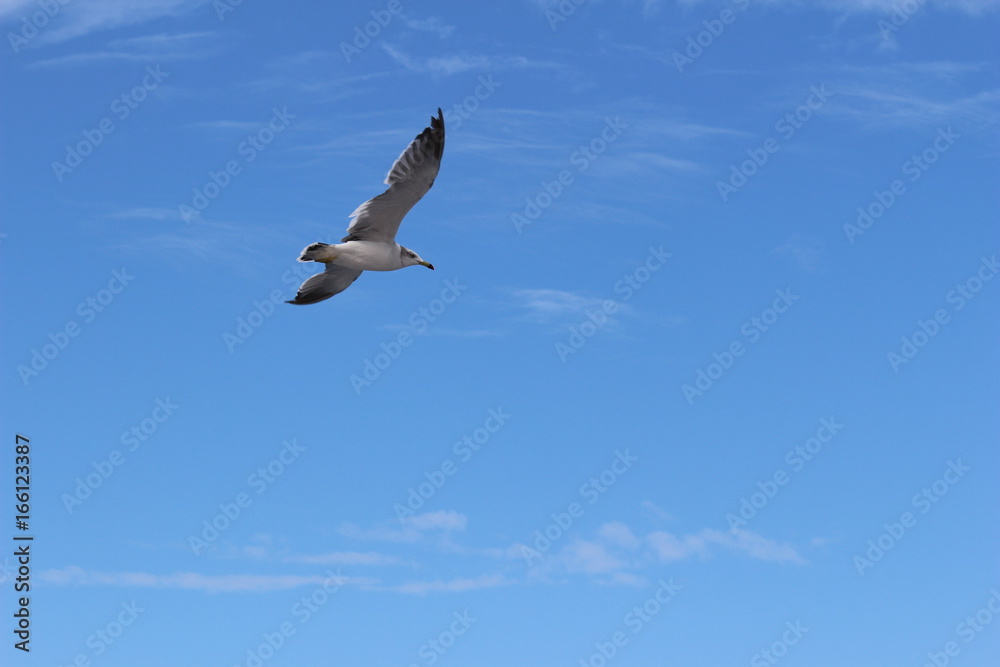 Fototapeta premium seabird