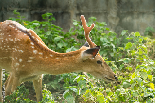 A deer in the green garden