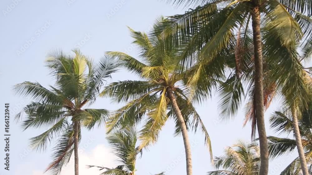 Palm tree with green leaf and sun ray on tropical Maldives island, exotic place Palm tree with green leaf and sun ray on tropical Maldives island, exotic place