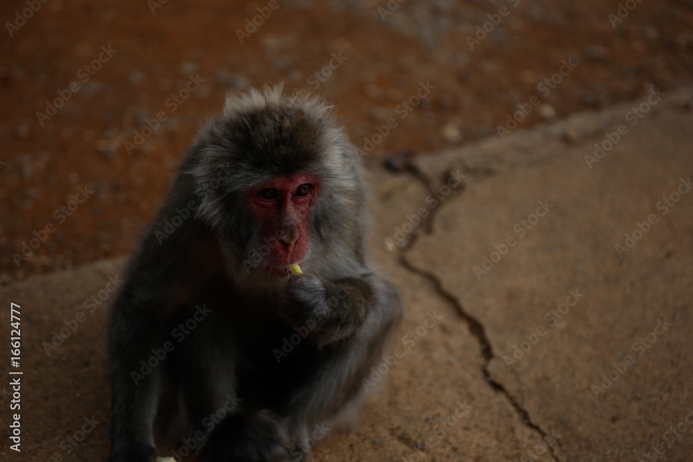 Japanese macaques Japanese macaques
