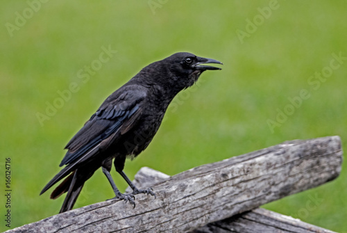 Black Crow sitting on a fence cawing.