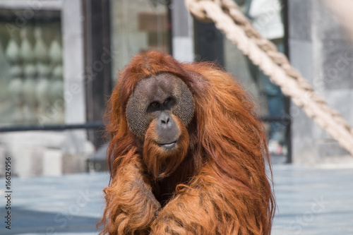 Orang-outan mâle en gros plan photo