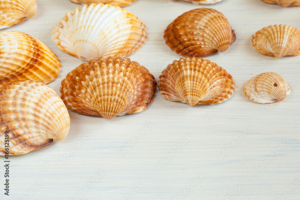 Seashells (acanthocardia tubercolata) Group on a wooden surface