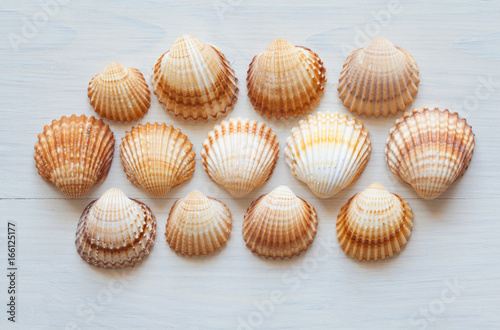 Seashells (acanthocardia tubercolata) Group on a wooden surface