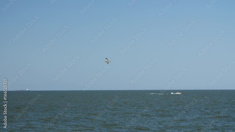 Seagulls flying and swimming in the Baltic sea, slow motion. Seagulls flying and swimming in the Baltic sea, slow motion.