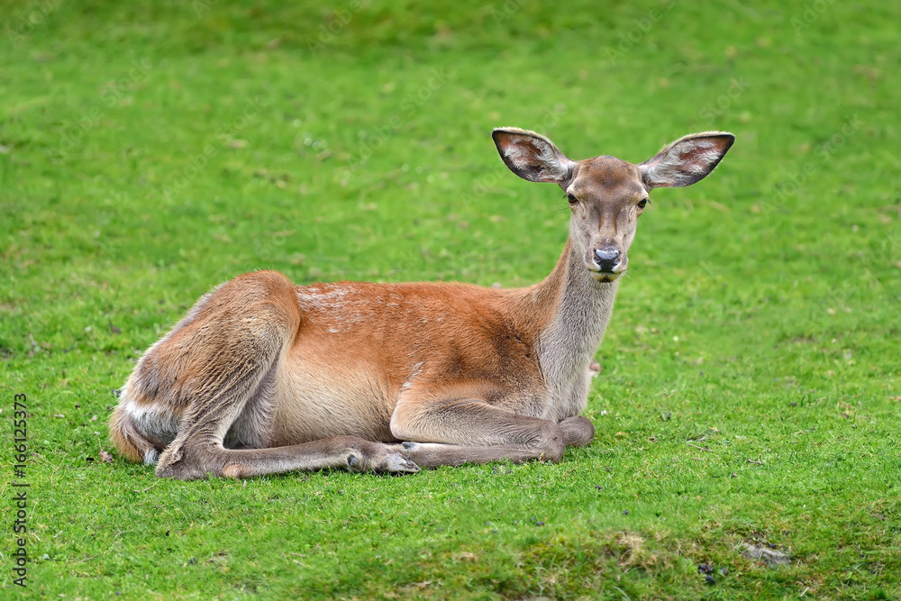 Deer in forest Deer in forest