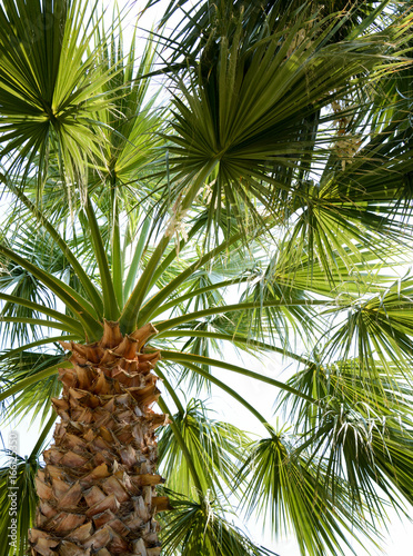 Palm branches.