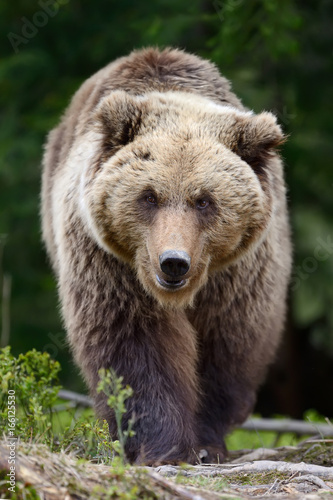 Brown bear in the forest © byrdyak