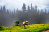 cow on a mountain pasture in a mist