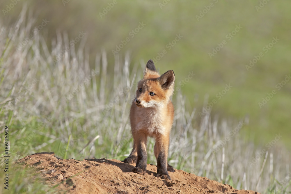 little fluffy Fox in the meadow