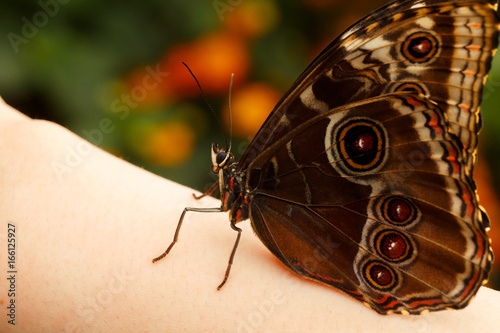 A macro shot of a Monarch butterfly resting on a human arm © Filipe Samora