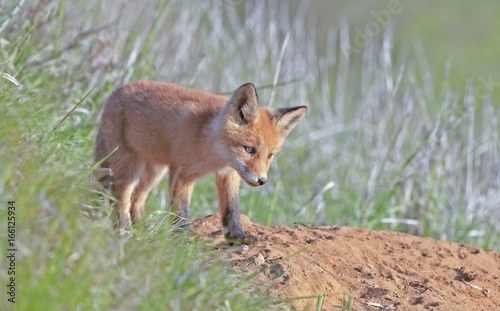 little fluffy Fox in the meadow © serhio777