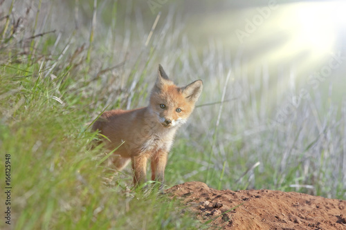 little fluffy Fox in the meadow © serhio777