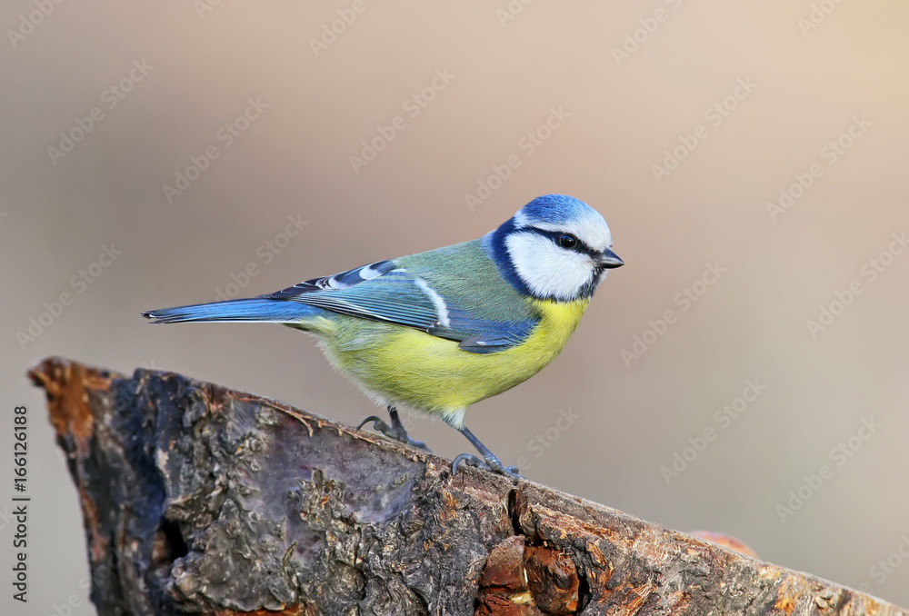 Unusual extra close up portrait of blue tit in warm morning light..
