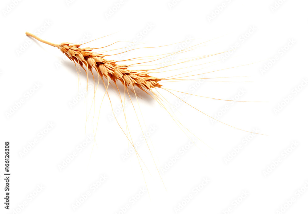 Obraz premium Wheat ears isolated on a white background