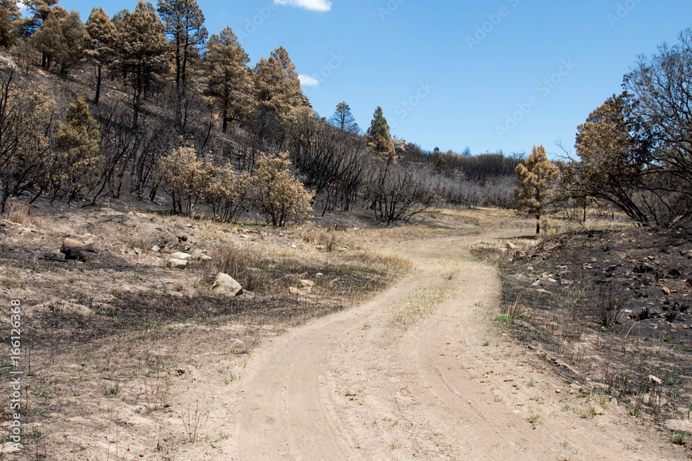 Dirt road through the damage from the Lightner Creek fire in Durango, Colorado
