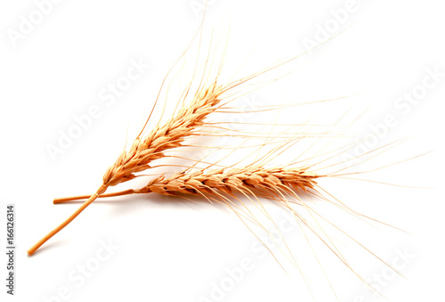 Wheat ears isolated on a white background