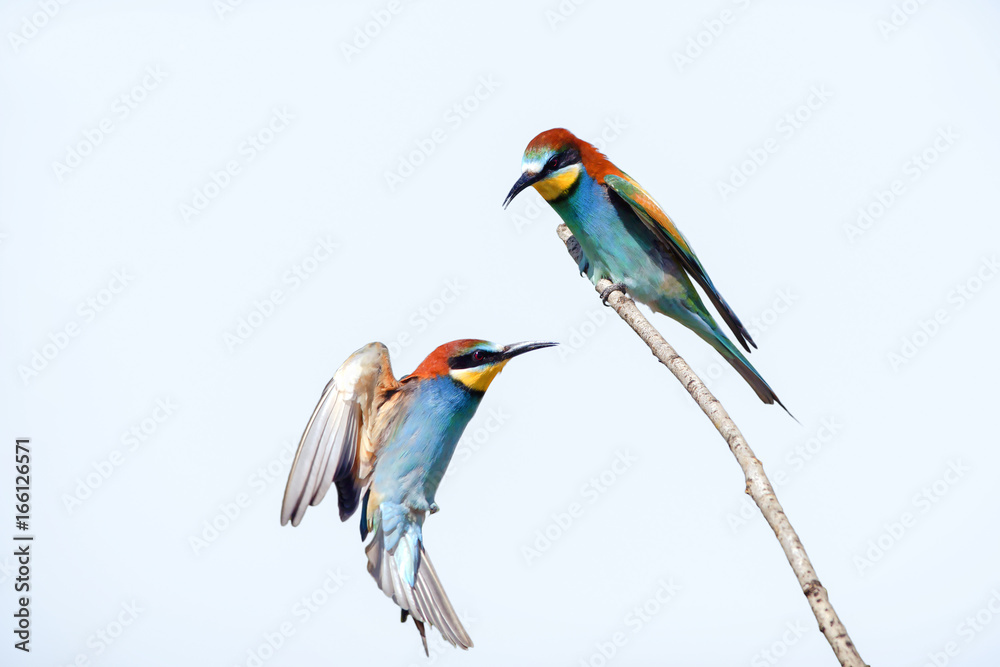 Obraz premium beautiful colorful birds sitting on a tree branch, isolated background