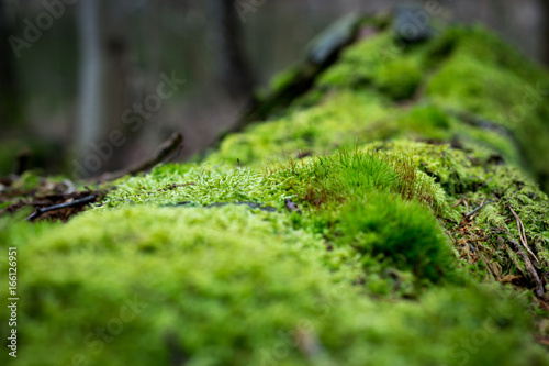 moss