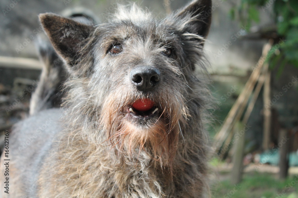 Fototapeta premium Con pelota