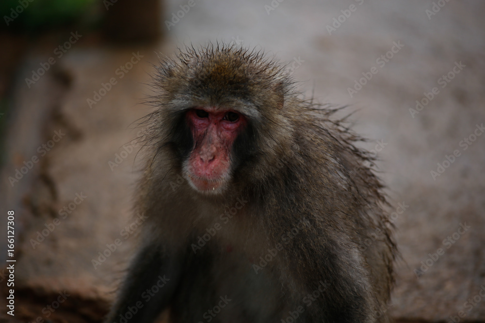 Japanese macaques Japanese macaques