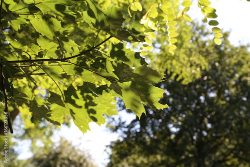 Foliage / Green leaves in sunlight 