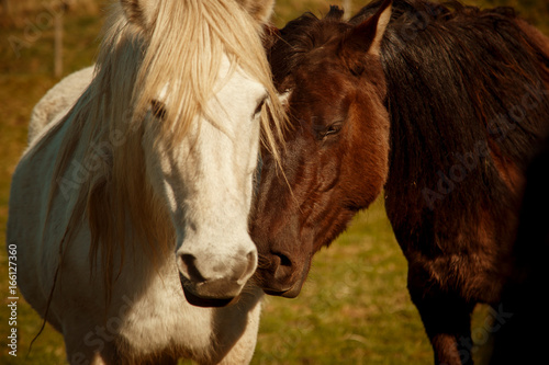 A close-up shot of a brown and white horse next to each other © Filipe Samora