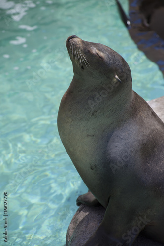 Sea lion basking in the sun.  © Jennifer