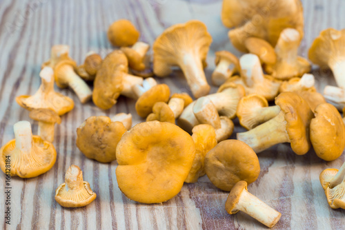 chantarelle mushrooms